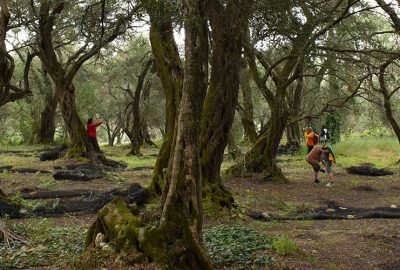 governor-olive-oil-experience-corfu-4