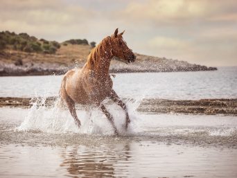 horse-riding-corfu-05