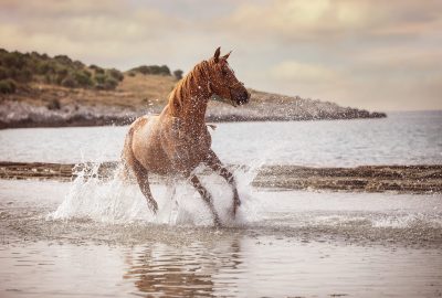 horse-riding-corfu-05